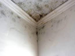 Best Real Estate Mold Inspection  in Mauston, WI