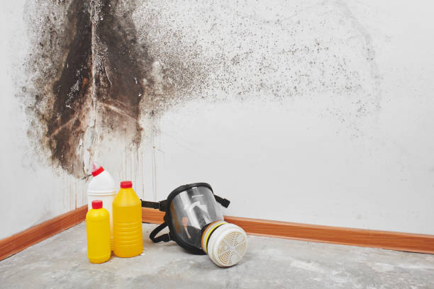 Why You Should Choose Our Mold Remediation Services in Mauston, WI