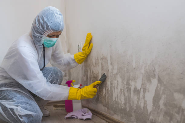 Best Mold Removal for HVAC Installations  in Mauston, WI