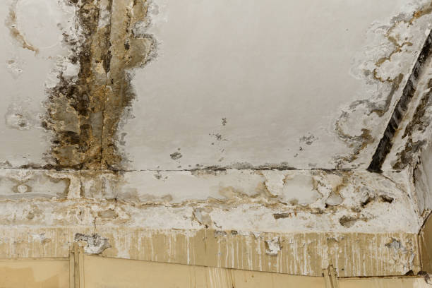 Reliable Mauston, WI Mold Remediation Solutions