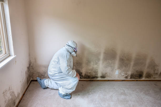 Best Commercial Mold Inspection  in Mauston, WI